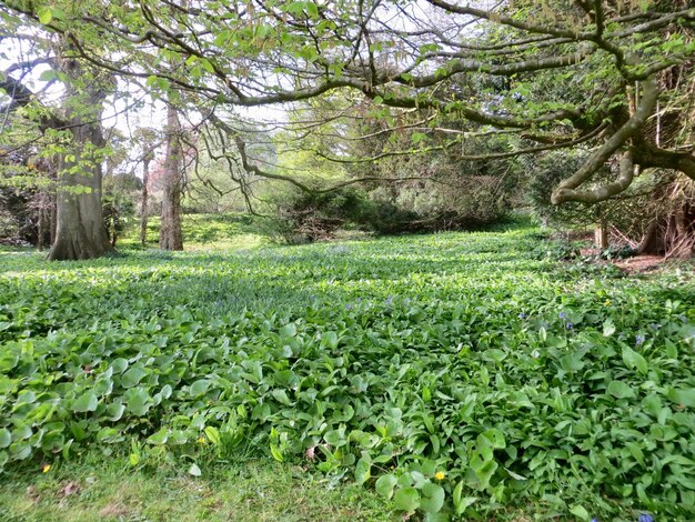 Low angle view of trees on field