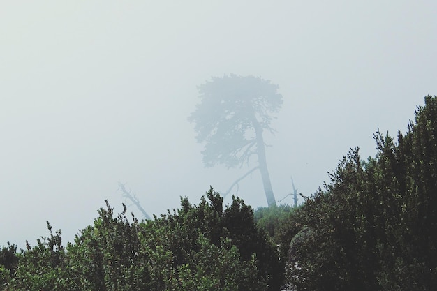 Photo low angle view of trees in foggy weather