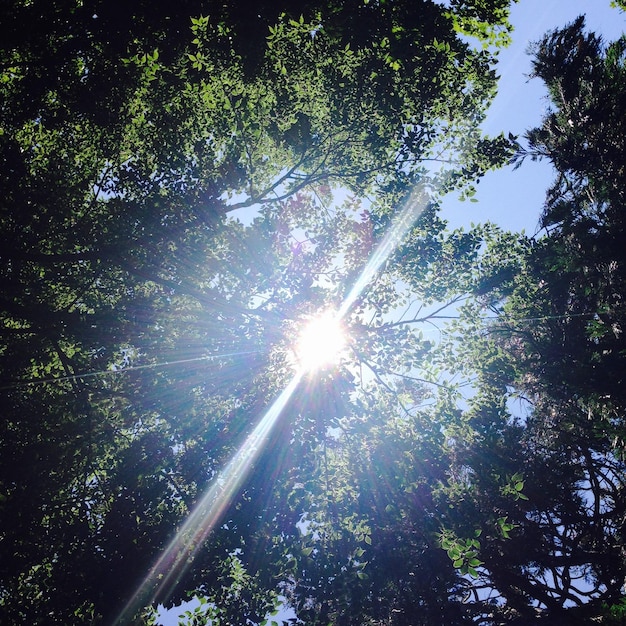 明るい太陽に照らされた森の木の低角度の景色