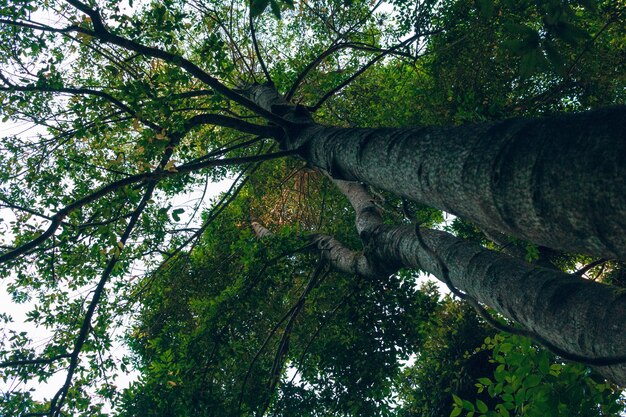 Low angle view of trees in forest against sky