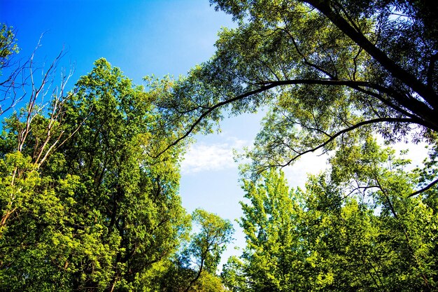 Low angle view of trees in forest against sky