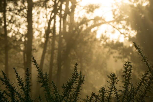 Low angle view of trees in forest against sky