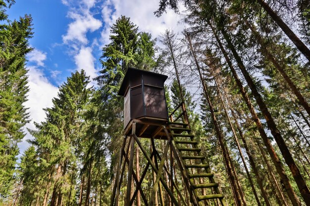 Foto vista ad angolo basso degli alberi nella foresta contro il cielo