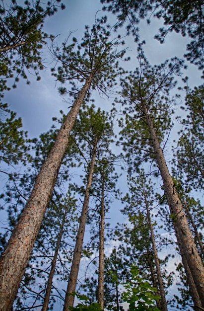 Photo low angle view of trees in forest against sky