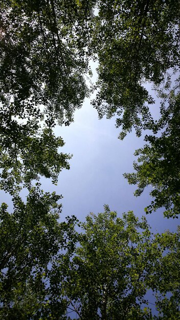 Low angle view of trees in forest against sky