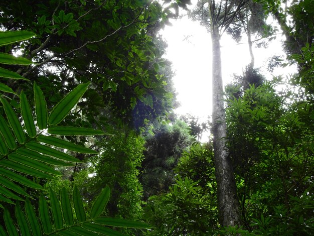 Low angle view of trees in forest against sky