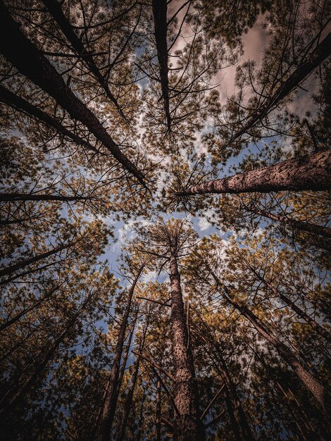 天空を背景に森の木の低角度の視点