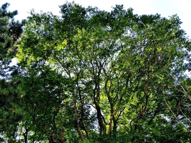 Low angle view of trees in forest against sky