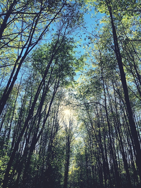 Foto vista ad angolo basso degli alberi nella foresta contro il cielo