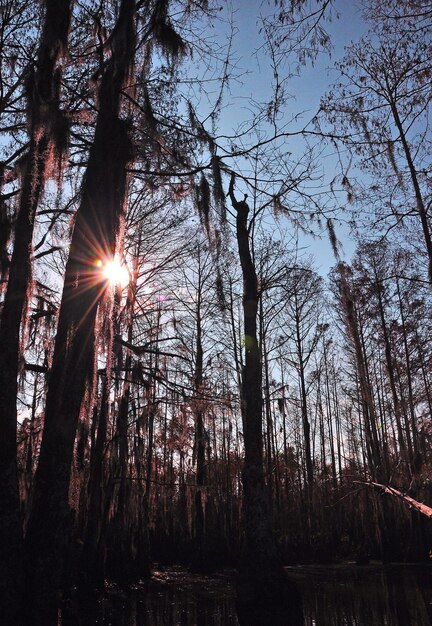 Low angle view of trees in forest against sky