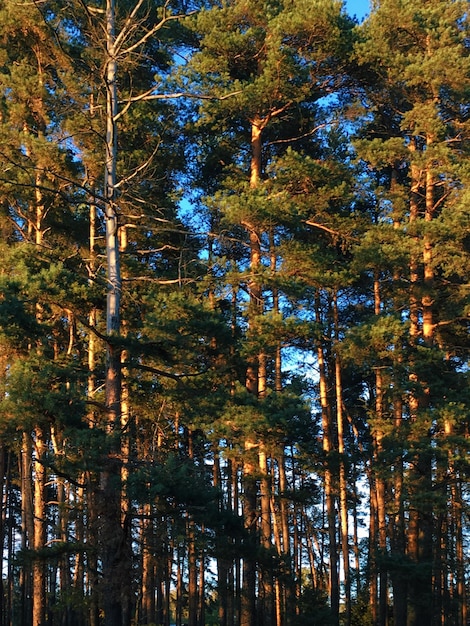 Foto vista ad angolo basso degli alberi nella foresta durante l'autunno