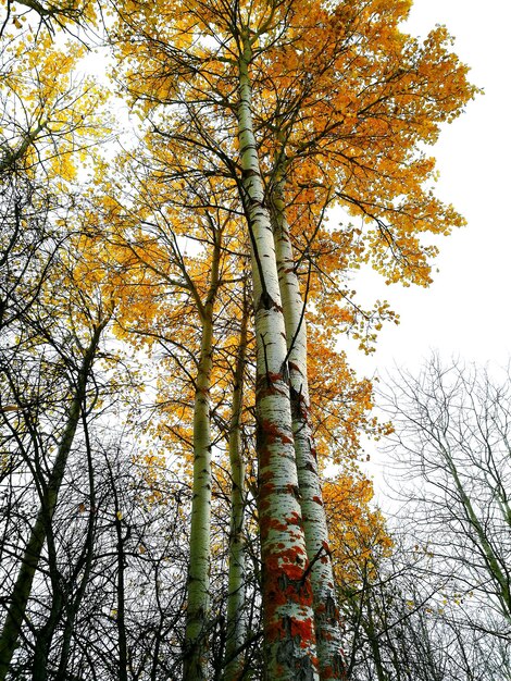 Photo low angle view of trees in forest during autumn