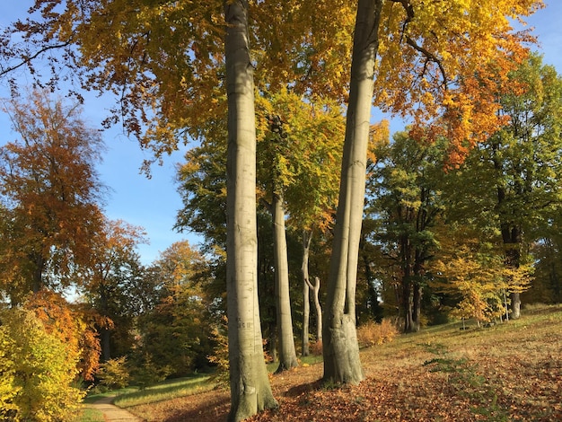 Foto vista ad angolo basso degli alberi nella foresta durante l'autunno