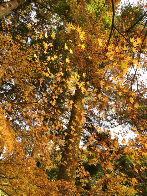 Foto vista ad angolo basso degli alberi nella foresta durante l'autunno