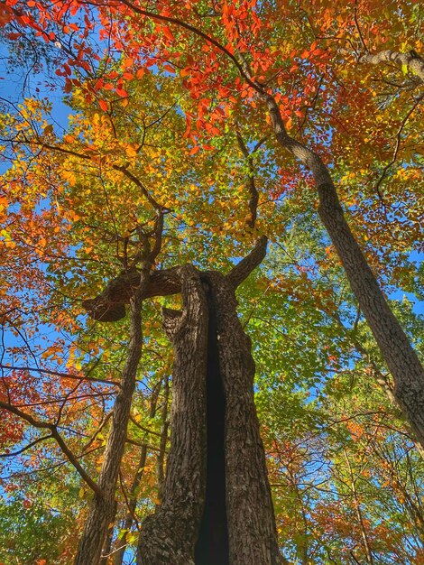 Foto vista ad angolo basso degli alberi nella foresta durante l'autunno