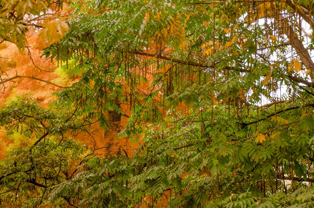 Photo low angle view of trees in forest during autumn