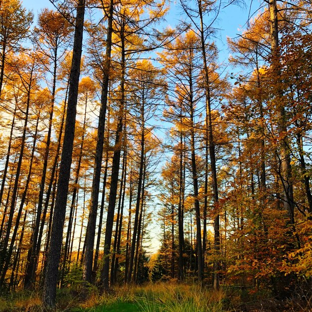 Low angle view of trees in forest during autumn