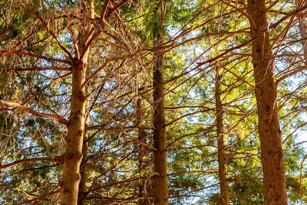 Foto vista ad angolo basso degli alberi nella foresta durante l'autunno