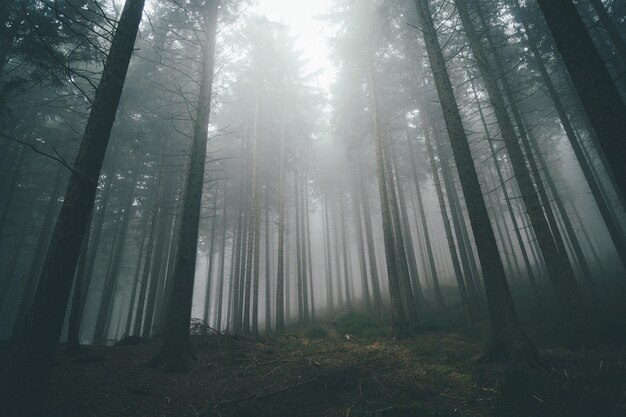 Photo low angle view of trees in forest in foggy weather