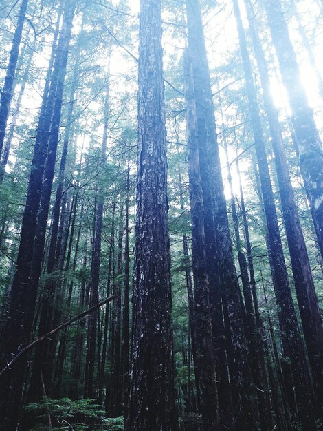 Low angle view of trees in forest