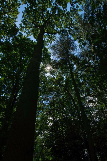 Low angle view of trees in forest