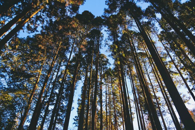 Low angle view of trees in forest