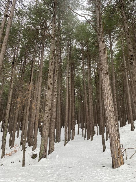 Foto veduta ad angolo basso degli alberi nella foresta