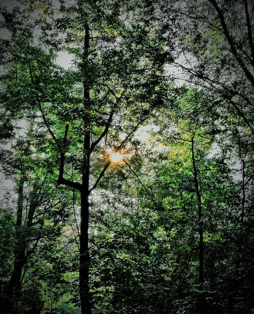 Foto vista ad angolo basso degli alberi nella foresta