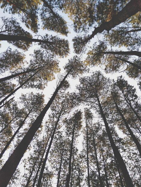 Foto vista ad angolo basso degli alberi nella foresta