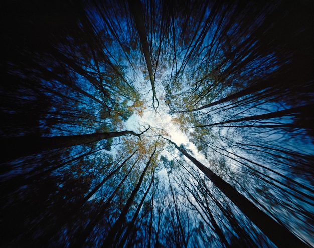 Foto vista ad angolo basso degli alberi nella foresta