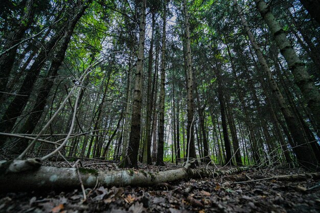 Foto vista ad angolo basso degli alberi nella foresta