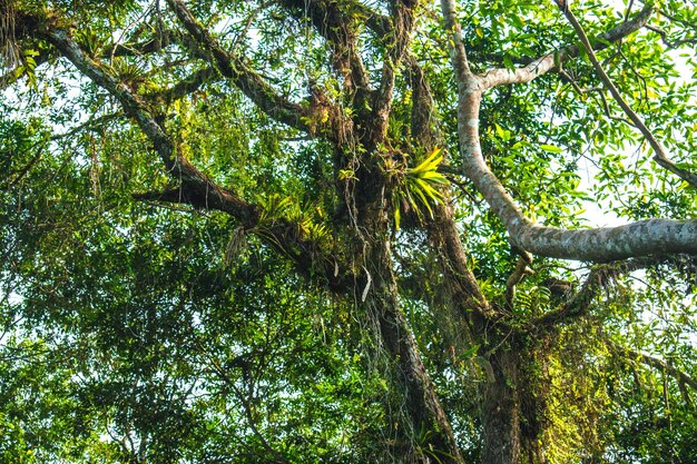 Low angle view of trees in forest