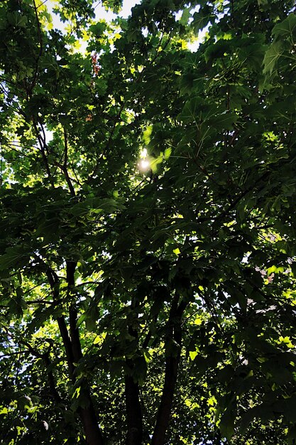 Low angle view of trees in forest