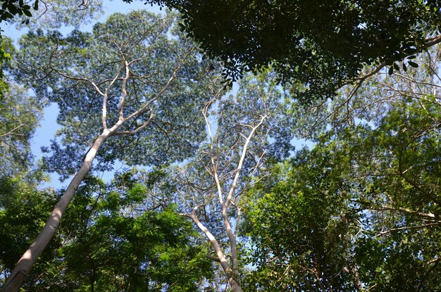 Low angle view of trees in forest