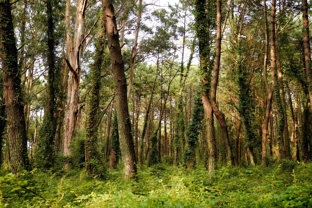 Low angle view of trees in forest