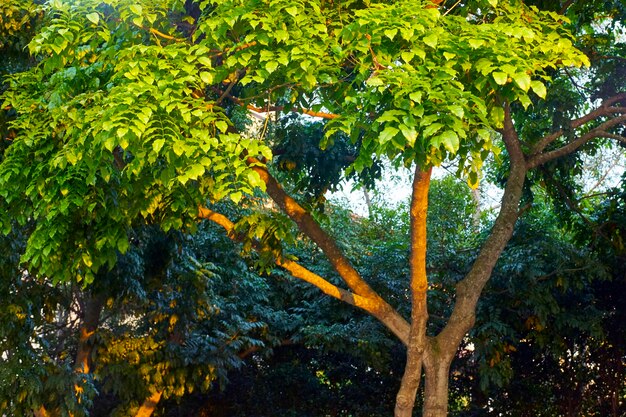 Foto vista ad angolo basso degli alberi nella foresta