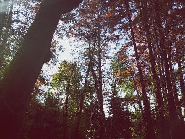 Photo low angle view of trees in forest