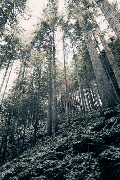 Foto vista ad angolo basso degli alberi nella foresta