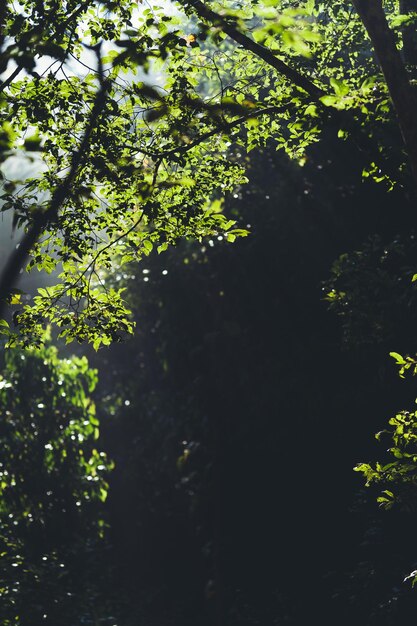 Low angle view of trees in forest