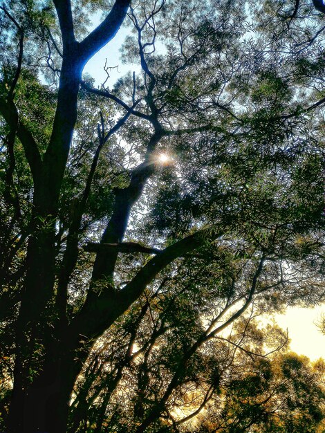 Low angle view of trees in forest