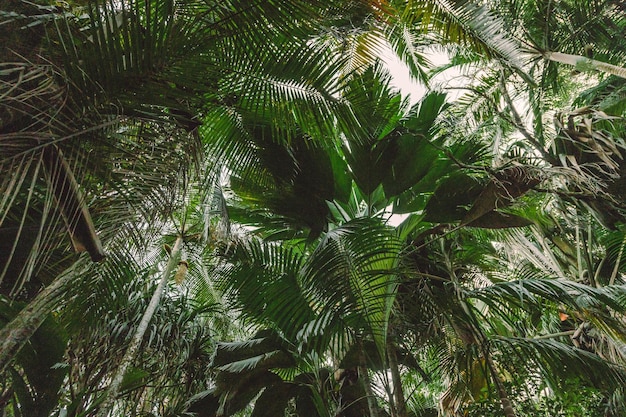 low angle view of trees in forest