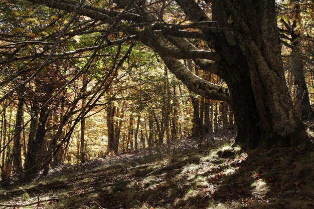 Low angle view of trees in forest