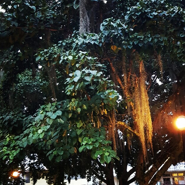 Low angle view of trees in forest