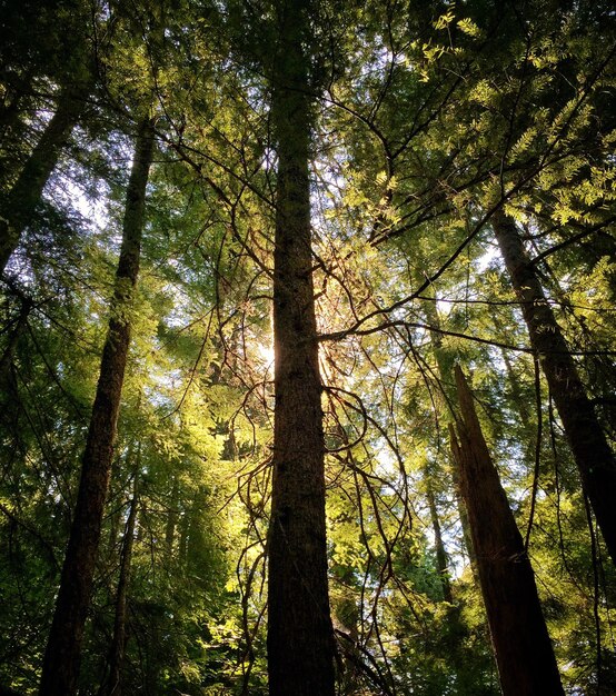 Photo low angle view of trees in forest