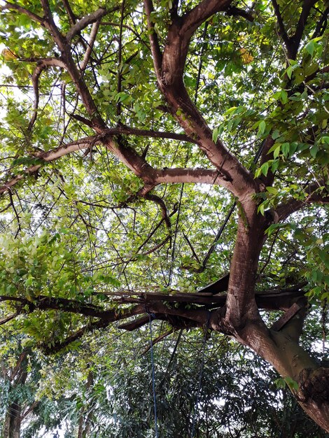 Low angle view of trees in forest