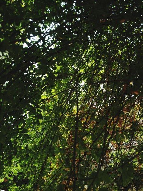 Low angle view of trees in forest