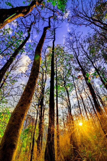 Low angle view of trees in forest