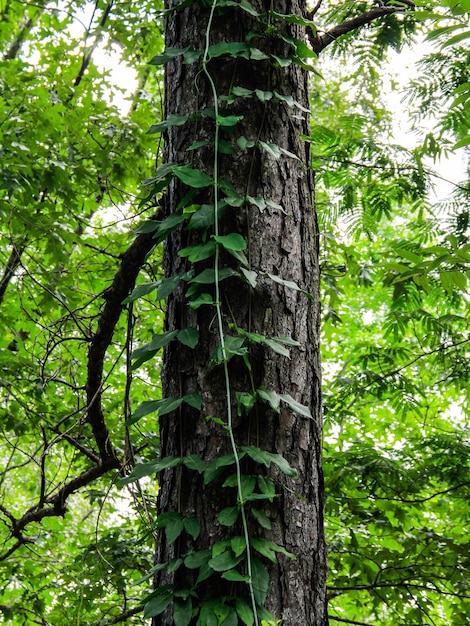 Foto vista ad angolo basso degli alberi nella foresta