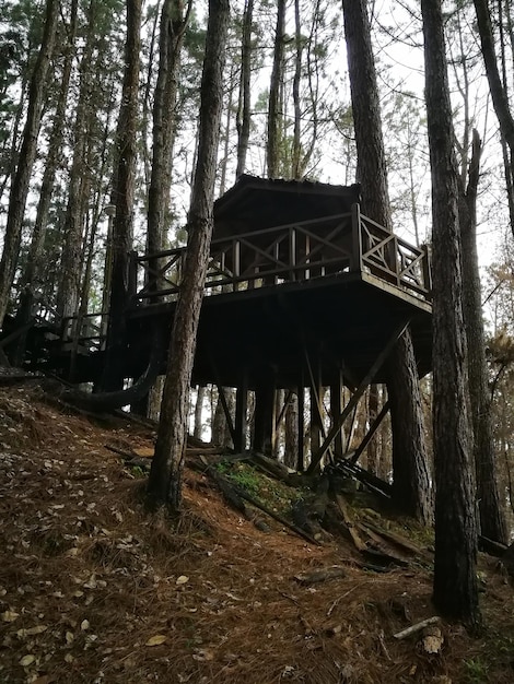 Photo low angle view of trees in forest