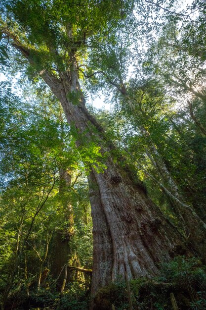 Foto vista ad angolo basso degli alberi nella foresta